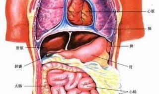 人体五脏六腑位置图